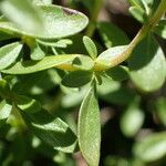 Thymus nitens Leaf