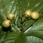 Cordia nodosa Frucht