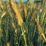 Triticum turgidum Ffrwyth