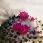 Mammillaria polythele Kvet