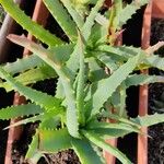 Aloe arborescensLiść