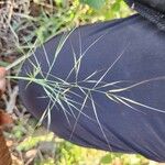 Aristida hystrix Leaf