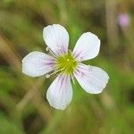 Petrorhagia saxifraga花