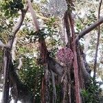 Ficus altissima 整株植物