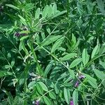 Vicia sativa Habitus