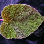 Begonia picta Ліст