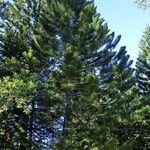 Araucaria bernieri 形態