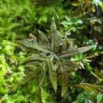 Hemionitis querquobadii Frunză