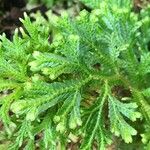 Selaginella martensii 叶