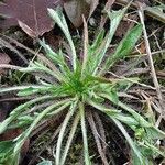 Plantago coronopus Lehti