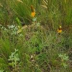 Ratibida columnifera Blatt