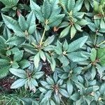 Rhododendron maximum Leaf