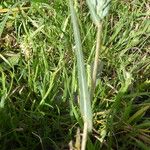 Lactuca saligna Blatt