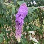 Buddleja japonica花