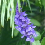 Salvia farinaceaLorea