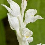 Cephalanthera austiniae Flower