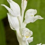 Cephalanthera austiniae ᱵᱟᱦᱟ