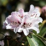 Rhododendron uvariifolium Flor