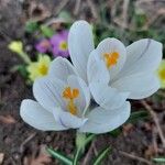 Crocus vernus Flower