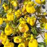 Calceolaria corymbosaফুল