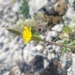 Leontodon crispus Flower