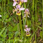 Ophrys tenthredinifera 整株植物