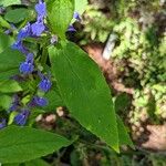 Lobelia siphilitica Leaf