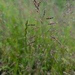 Poa pratensis Bleunienn