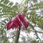 Sesbania grandiflora Flor
