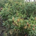 Rhus coriaria Фрукт