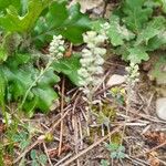 Alyssum alyssoidesFlower