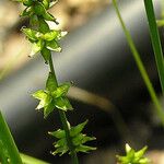 Carex radiata Habitus