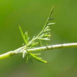 Conopodium pyrenaeum Blatt