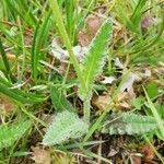 Cirsium dissectum Leaf