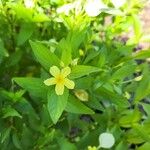 Pseudomussaenda flava Flower