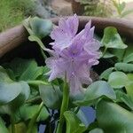 Pontederia crassipes Цвят