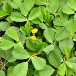 Medicago polymorpha Yeri