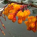 Berberis darwiniiBlodyn