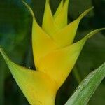 Heliconia caribaea Floare
