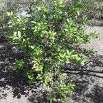 Pittosporum cherrieri Leaf