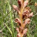 Orobanche teucrii Квітка