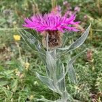 Centaurea uniflora Flower