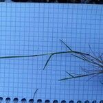Polypogon maritimus Leaf