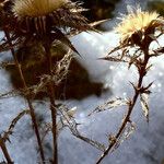 Carlina vulgaris फल