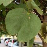 Bauhinia purpurea List