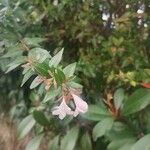 Abelia grandifolia Blomst