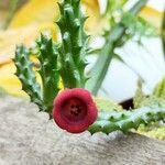 Huernia schneideriana Lorea