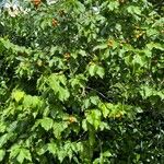 Bunchosia glandulifera Fruto