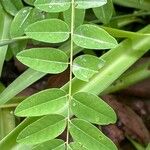 Sophora flavescens