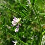 Vicia biennis Floare